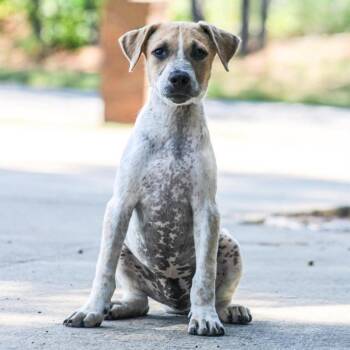 Kayshon -  Mixed Breed Dog for Adoption in Groveland, Massachusetts - Kayshon | PetCurious