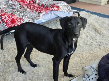 Rescue Labrador Retriever and Chihuahua Dogs for Adoption in Santa Monica, California - Cash | PetCurious