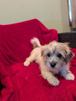Wirehaired Terrier and Maltese Dogs Available for Adoption in New York, New York - Speckles | PetCurious