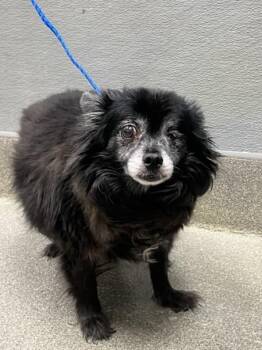 CESAR -  Pomeranian and Mixed Breed Dog for Adoption in Las Vegas, Nevada - CESAR | PetCurious