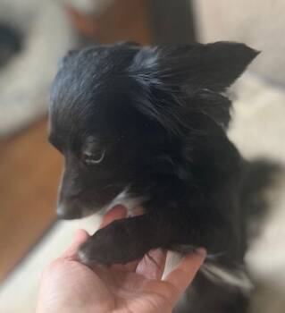 Papillon and Chihuahua Dogs Available for Adoption - Tinkerbell | PetCurious