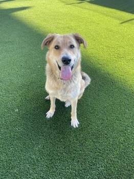 Lemonade -  Golden Retriever and Mixed Breed Dog for Adoption in Fresno, California - Lemonade | PetCurious