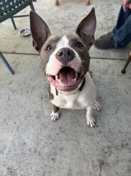 Pit Bull Terrier and Mixed Breed Dogs Available for Adoption in Kansas City, Missouri - Suki | PetCurious