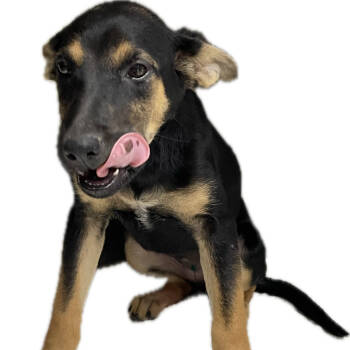 Rescue German Shepherd Dog and Mixed Breed Dogs for Adoption in Dallas, Texas - Charli | PetCurious