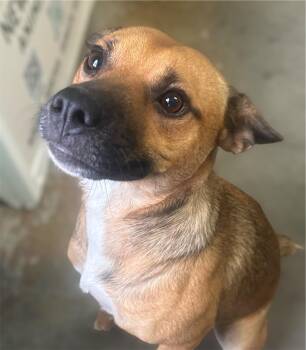 Rescue Mixed Breed Dogs for Adoption in Rayne, Louisiana - Jack | PetCurious