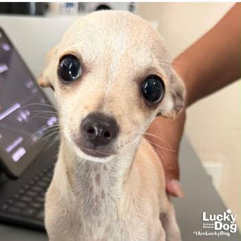 Mulan -  Chihuahua Dog for Adoption in Washington, District Of Columbia - Mulan | PetCurious