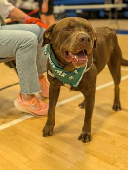 Hershall -  Labrador Retriever and Mixed Breed Dog for Adoption in Greenfield, Indiana - Hershall | PetCurious