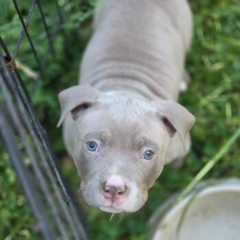 Mixed Breed Dogs Available for Adoption in Fredericksburg, Virginia - Tova | PetCurious