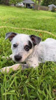 Danika -  Australian Cattle Dog Blue Heeler Dog for Adoption in Liverpool, Texas - Danika | PetCurious