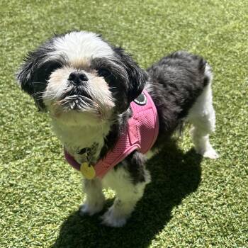 Zoey -  Shih Tzu Dog for Adoption in Huntington, New York - Zoey | PetCurious