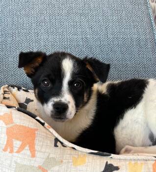 Leara -  Australian Shepherd Dog for Adoption in Cottonwood, Arizona - Leara | PetCurious