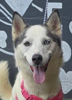 Kiki (foster needed) -  Husky and Siberian Husky Dog for Adoption in New York, New York - Kiki (foster Needed) | PetCurious
