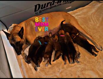 Rescue Belgian Shepherd Malinois and German Shepherd Dog Dogs for Adoption in Perris, California - Belgian Shepherd Puppies | PetCurious