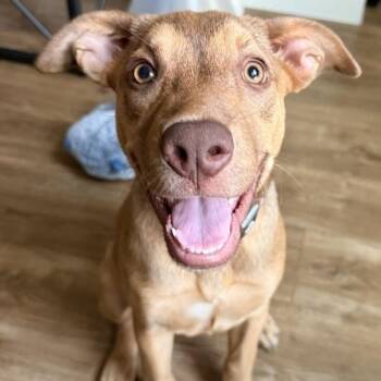 Pippa -  Labrador Retriever Dog for Adoption in Krum, Texas - Pippa | PetCurious