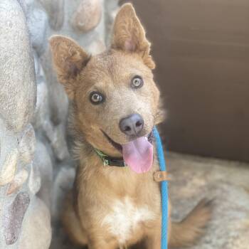 Wiley Coyote -  Shepherd and Chow Chow Dog for Adoption in Newport Beach, California - Wiley Coyote | PetCurious