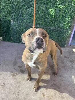 61140933 -  Pit Bull Terrier and Mixed Breed Dog for Adoption in El Paso, Texas - 61140933 | PetCurious