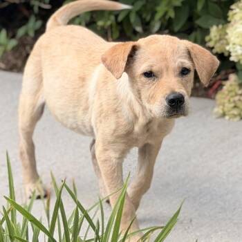 Teddy -  Labrador Retriever Dog for Adoption in Carmel Hamlet, New York - Teddy | PetCurious