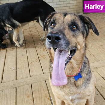 Rescue German Shepherd Dog Dogs for Adoption in Greeneville, Tennessee - Harley | PetCurious