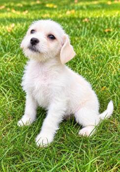 Rosie -  West Highland White Terrier Westie and Miniature Poodle Dog for Adoption in New Baltimore, Michigan - Rosie | PetCurious
