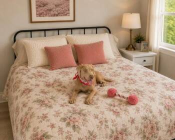 Labrador Retriever and Weimaraner Dogs Available for Adoption in Mount Laurel Township, New Jersey - Kit | PetCurious