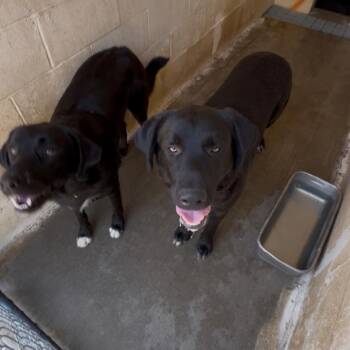 Ann -  Black Labrador Retriever and Great Pyrenees Dog for Adoption in Blairsville, Georgia - Ann | PetCurious
