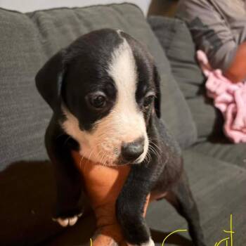Wiley Coyote -  Mixed Breed Dog for Adoption in Fredericksburg, Virginia - Wiley Coyote | PetCurious