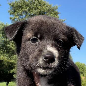 Ouiser - dk pink -  Border Collie and Black Labrador Retriever Dog for Adoption in Greenfield, Indiana - Ouiser - Dk Pink | PetCurious