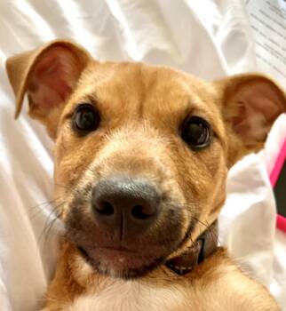 Rescue Yorkshire Terrier and Pit Bull Terrier Dogs for Adoption in Ladson, South Carolina - Smooth | PetCurious