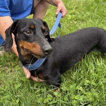 Dachshund and Miniature Dachshund Dogs Available for Adoption in Boulder, Colorado - Rocco | PetCurious