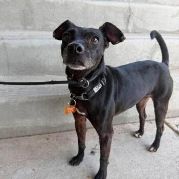 Dubi -  Mixed Breed Dog for Adoption in Bend, Oregon - Dubi | PetCurious