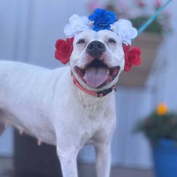 Rescue Pit Bull Terrier Dogs for Adoption in Effingham, Illinois - Snow | PetCurious