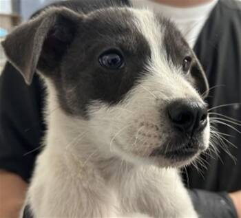 Pit Bull Terrier Dogs Available for Adoption in San Bernardino, California - LOUIS | PetCurious