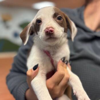 Elizabeth -  Mixed Breed Dog for Adoption in Springboro, Ohio - Elizabeth | PetCurious