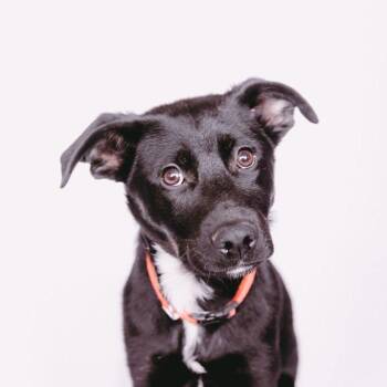 Shepherd and Mixed Breed Dogs Available for Adoption - Reggie | PetCurious