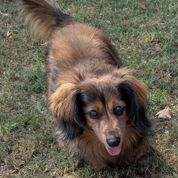 Lucy -  Dachshund Dog for Adoption in Pelham, New Hampshire - Lucy | PetCurious