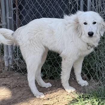 Louise -  Golden Retriever and Great Pyrenees Dog for Adoption in South Saint Paul, Minnesota - Louise | PetCurious