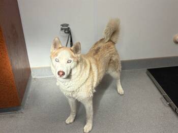 Rescue Siberian Husky Dogs for Adoption in Rancho Cucamonga, California - LUNA | PetCurious