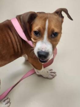 Chili -  American Staffordshire Terrier and Mixed Breed Dog for Adoption in Wendell, North Carolina - Chili | PetCurious