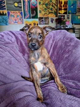 Wilma -  Cardigan Welsh Corgi and Australian Cattle Dog Blue Heeler Dog for Adoption in Shawnee, Oklahoma - Wilma | PetCurious