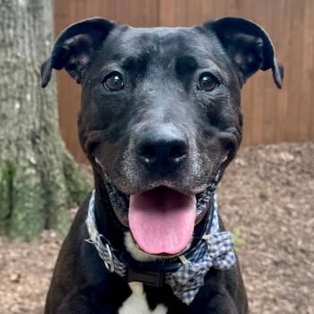 Rescue Mixed Breed Dogs for Adoption in Decatur, Georgia - Spirit Fingers (I Have A Secret Crush!) | PetCurious