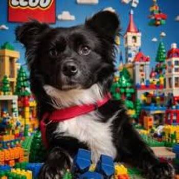 Charlie Chico -  Pomeranian Dog Available for Adoption in Winchester, Kentucky - Charlie Chico | PetCurious