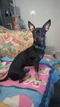 Miniature Pinscher and Chihuahua Dogs Available for Adoption - Dewey | PetCurious