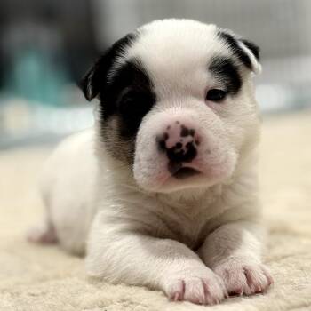 German Shepherd Dog and Great Pyrenees Dogs Available for Adoption in Brownsboro, Alabama - Piglet | PetCurious