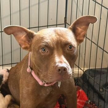 Ocean -  Mixed Breed Dog for Adoption in Rockville, Maryland - Ocean | PetCurious