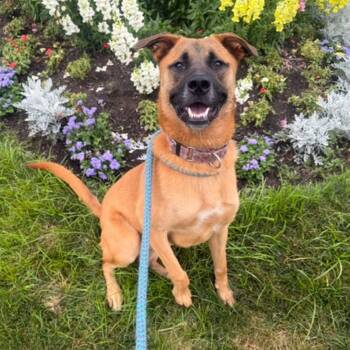 GLORIA -  German Shepherd Dog Dog for Adoption in Cranston, Rhode Island - GLORIA | PetCurious