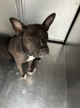 Rescue Pit Bull Terrier and Mixed Breed Dogs for Adoption in Fort Worth, Texas - 59823546 | PetCurious