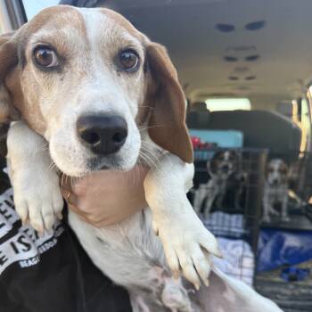Rescue Beagle Dogs for Adoption in Nowata, Oklahoma - Shep | PetCurious