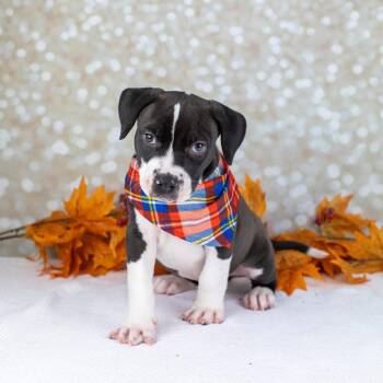 Rescue Mixed Breed Dogs for Adoption in Smyrna, Georgia - Charlie | PetCurious