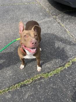 Rescue Mixed Breed Dogs for Adoption in Columbus, Indiana - Oakley | PetCurious