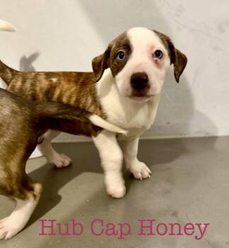 Pit Bull Terrier Dogs Available for Adoption in Semmes, Alabama - Honey | PetCurious